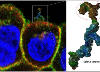 Researchers use a molecular Trojan horse to deliver chemotherapeutic drug to cancer cells