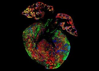 Scientists use color-coded tags to discover how heart cells develop