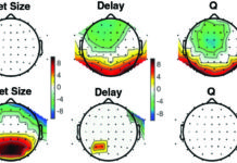 Separate brain systems cooperate during learning, study finds