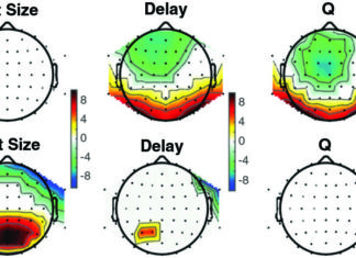 Separate brain systems cooperate during learning, study finds