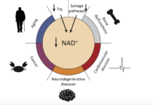 Study explores emerging role of NAD+ in innate and adaptive immune responses
