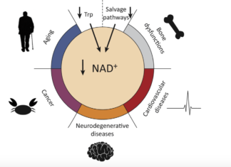 Study explores emerging role of NAD+ in innate and adaptive immune responses