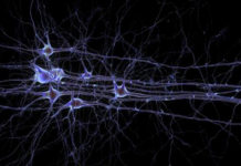 Study uncovers cause of cell death in Parkinson’s disease