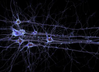 Study uncovers cause of cell death in Parkinson’s disease