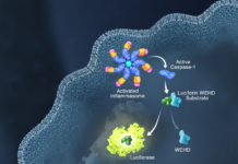Scientists discover off-switch for ‘molecular machine’ active in many diseases