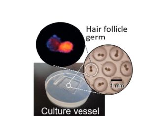 To baldly grow: Japan scientists regrow hair at record rate