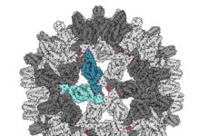 Virus-cracking molecules advance fight against hepatitis B