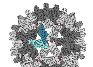 Virus-cracking molecules advance fight against hepatitis B