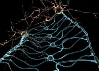 Watching Myelin Patterns Form