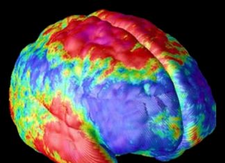 Brain Scans Provide Clues For the Development of Pedophilia