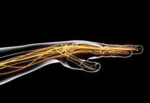 A blueprint for future blood-nerve barrier and peripheral nerve disease research