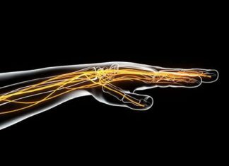 A blueprint for future blood-nerve barrier and peripheral nerve disease research
