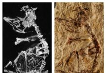 127-million-year-old baby bird fossil sheds light on avian evolution