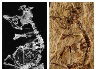 127-million-year-old baby bird fossil sheds light on avian evolution