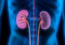 Microscopic ‘shuttles’ transport enzyme from cells to trigger onset of kidney disease
