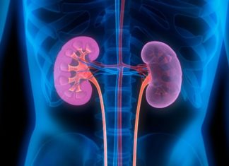 Microscopic ‘shuttles’ transport enzyme from cells to trigger onset of kidney disease