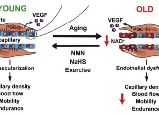 Boosting enzyme may help improve blood flow, fitness in elderly