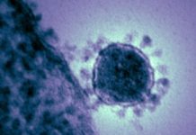 Broad spectrum antiviral drug inhibits a range of emerging coronaviruses