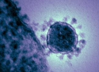 Broad spectrum antiviral drug inhibits a range of emerging coronaviruses