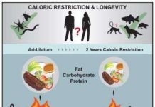 Calorie restriction trial in humans suggests benefits for age-related disease
