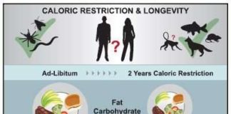 Calorie restriction trial in humans suggests benefits for age-related disease