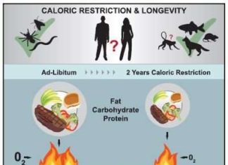 Calorie restriction trial in humans suggests benefits for age-related disease