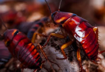 Research : Cockroaches Can Survive Just About Anything