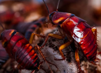 Research : Cockroaches Can Survive Just About Anything