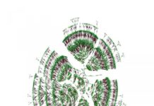 Crowdsourced family tree yields new insights about humanity