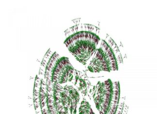 Crowdsourced family tree yields new insights about humanity