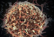 Discovery fills gap in search for better treatments for Ebola, other viruses