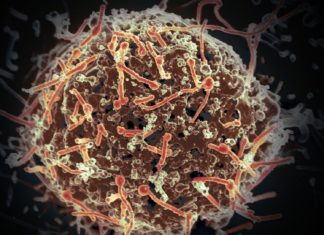Discovery fills gap in search for better treatments for Ebola, other viruses