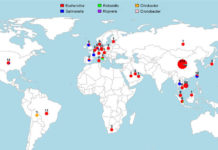 Drug-resistant gene goes from pig farms to patients worldwide