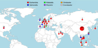 Drug-resistant gene goes from pig farms to patients worldwide