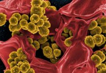 First proof a synthesized antibiotic is capable of treating superbugs