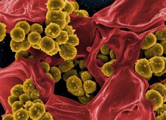 First proof a synthesized antibiotic is capable of treating superbugs