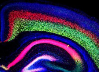 Can’t Sleep? It Could be Down to Genetics