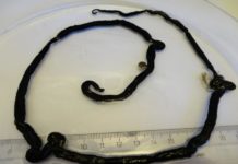 Insect toxin detected in the world’s longest animal