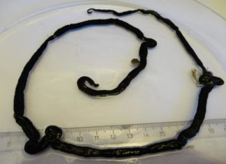 Insect toxin detected in the world’s longest animal