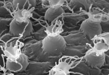 Japan : Discovered A New Type of Tardigrade