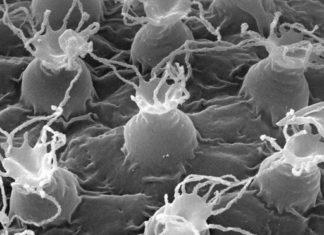 Japan : Discovered A New Type of Tardigrade