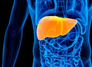 Liver study offers insights into hard-to-treat diseases