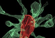 Microglia pruning brain synapses captured on film for the first time