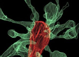 Microglia pruning brain synapses captured on film for the first time