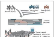 Modern humans interbred with Denisovans twice in history