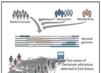 Modern humans interbred with Denisovans twice in history