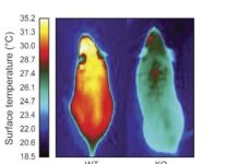 Molecule that gives energy-burning brown fat its identity could lead to drugs for obesity