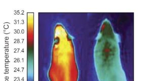 Molecule that gives energy-burning brown fat its identity could lead to drugs for obesity