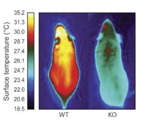 Molecule that gives energy-burning brown fat its identity could lead to drugs for obesity