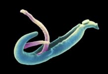 Netherlands : 17 students have a tropical parasitic disease
